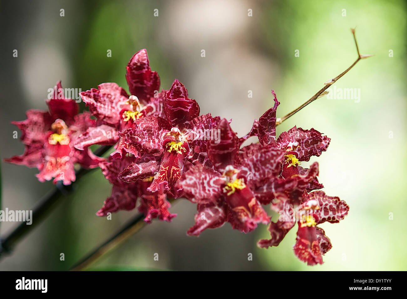 Orchidee,orchidée, fleur,,,Blume Banque D'Images
