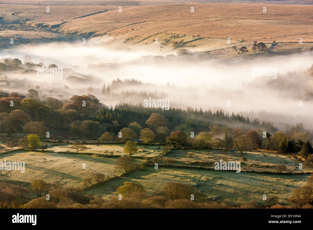 Matin brumeux, Dartmoor National Park, Sheepstor, l'ouest du Devon, Angleterre, Royaume-Uni, Europe. Banque D'Images