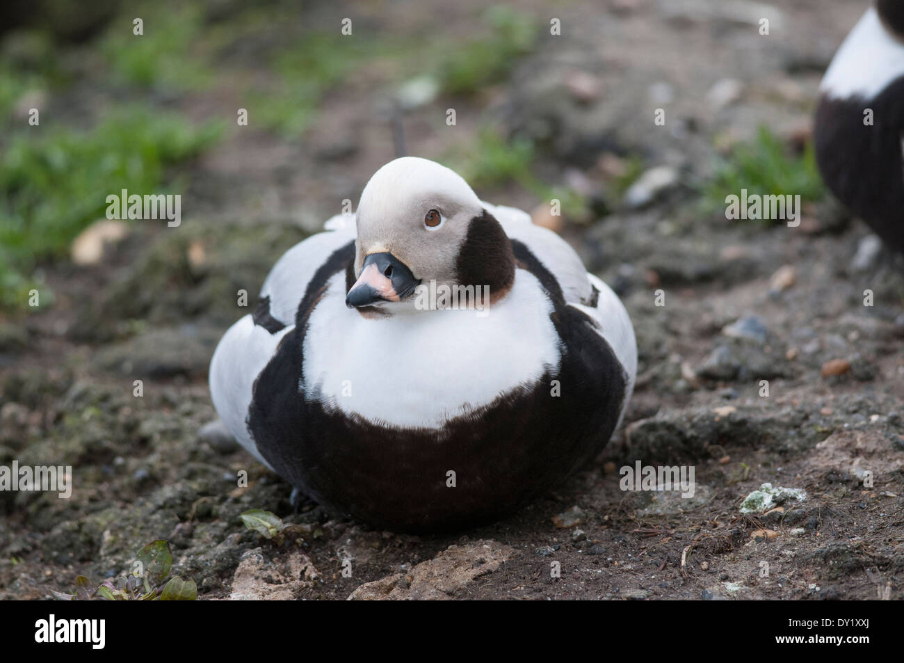 Canard Long-Tailed Banque D'Images
