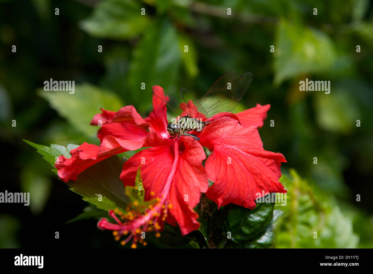 Libellule sur une fleur d'hibiscus rouge Banque D'Images Libellule sur une fleur d'hibiscus rouge Banque D'Images