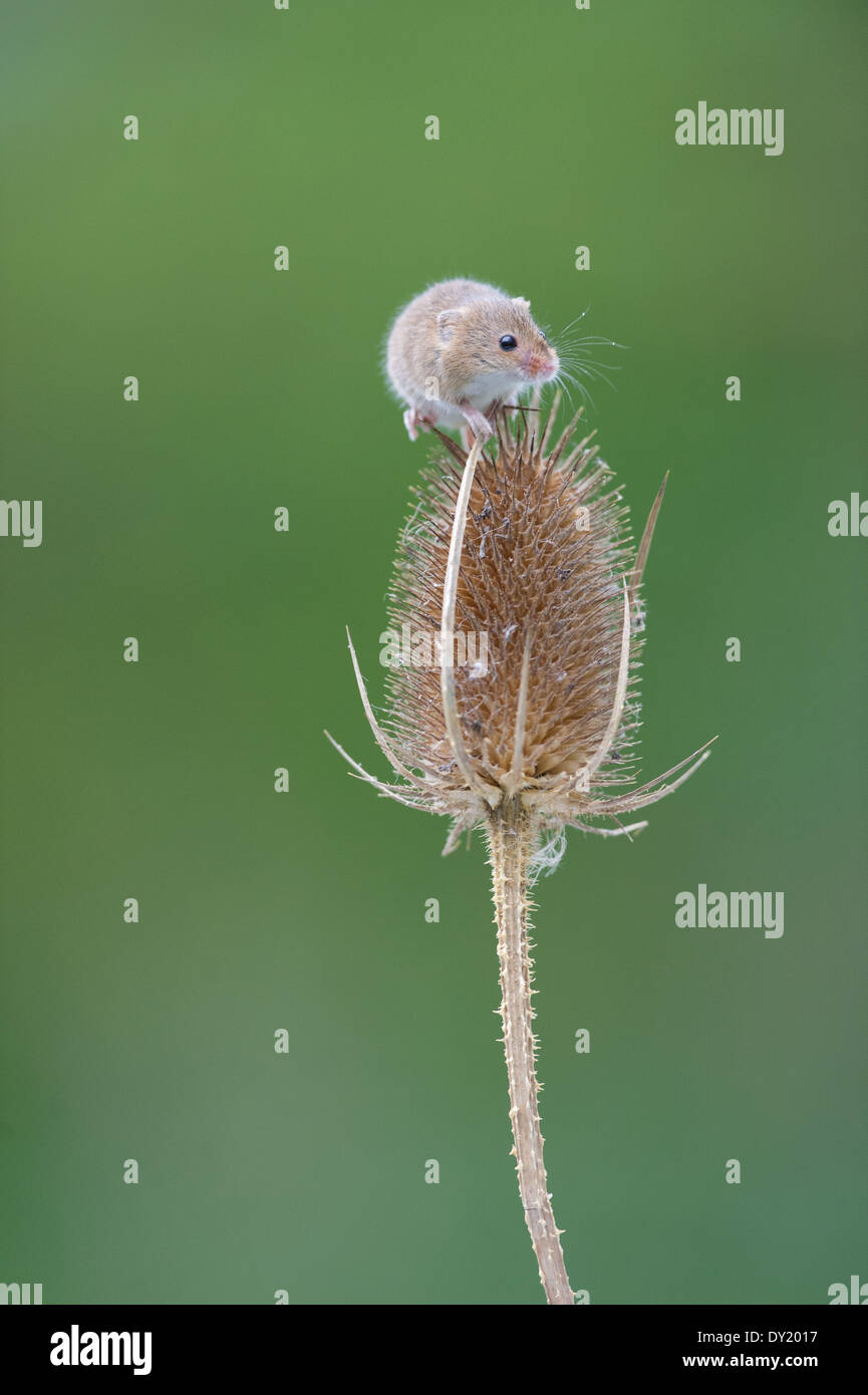 Souris d'Eurasie (Micromys minutus) Banque D'Images