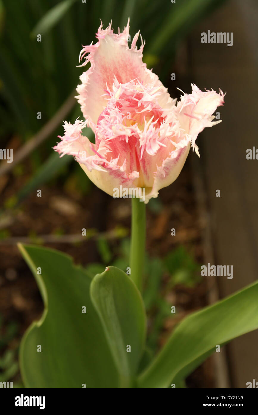 Rose et blanc tulip laineux dans jardin, soft focus Banque D'Images