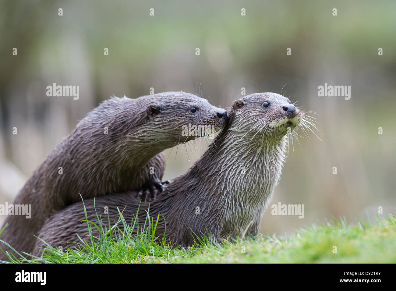 La loutre européenne (Lutra lutra) Banque D'Images