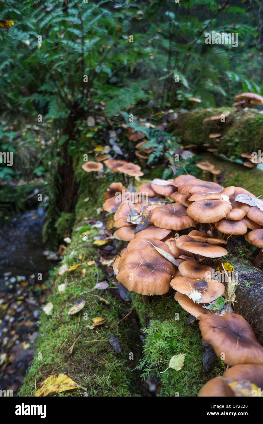 Miel foncé ( champignon Armillaria ostoyae) Banque D'Images