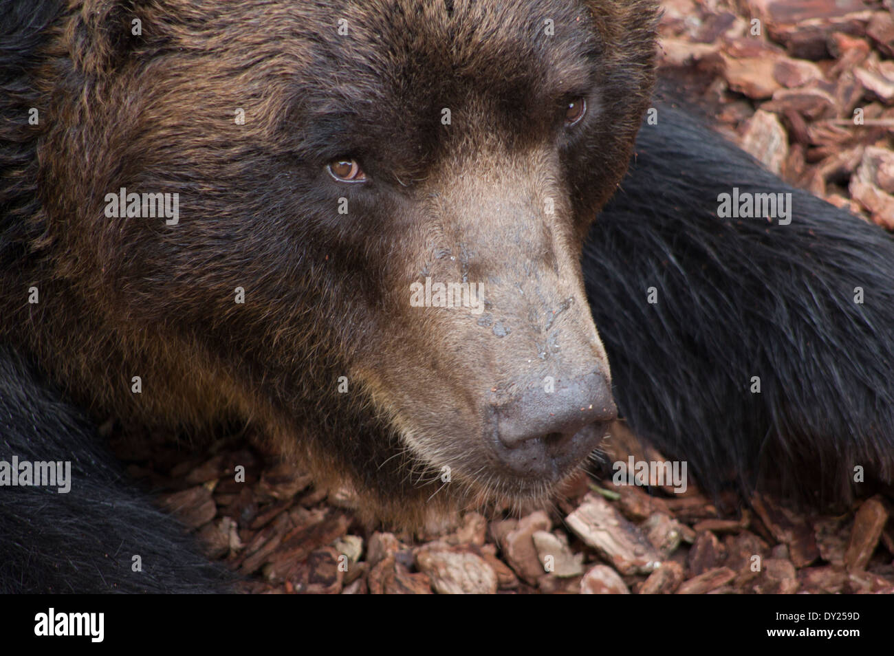 L'ours brun d'Hokkaido au Zoo de Ueno, Tokyo, Japon Banque D'Images
