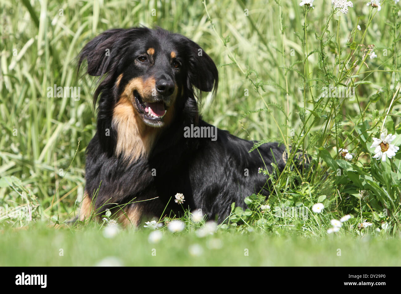 Hovawart Chien Noir Couché Adultes Et Le Feu Banque Dimages