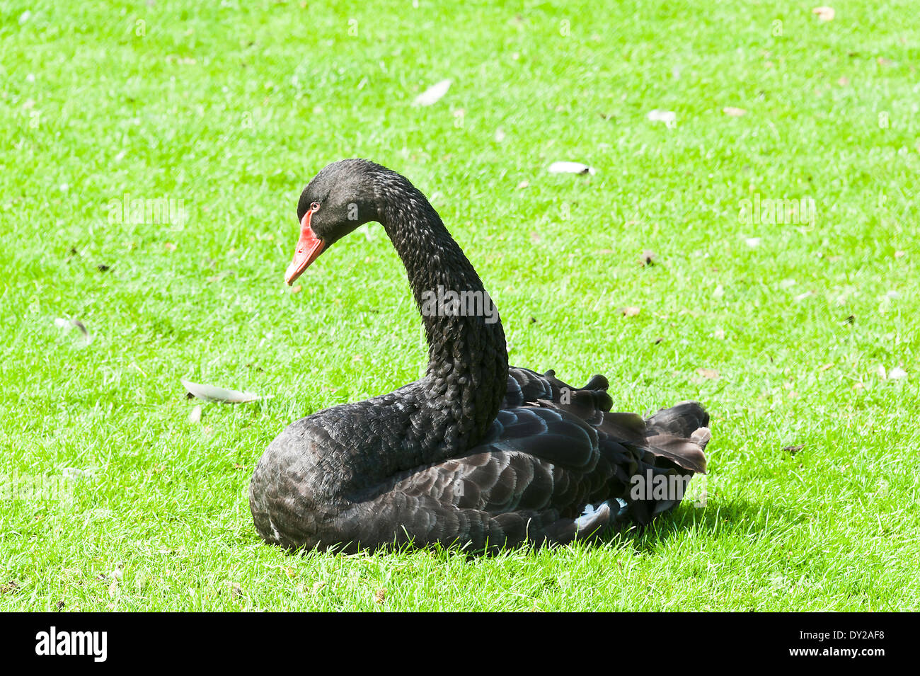 Une Black Swan le soleil brille, dans les motifs de Chartwell près de Westerham Kent England Royaume-Uni UK Banque D'Images