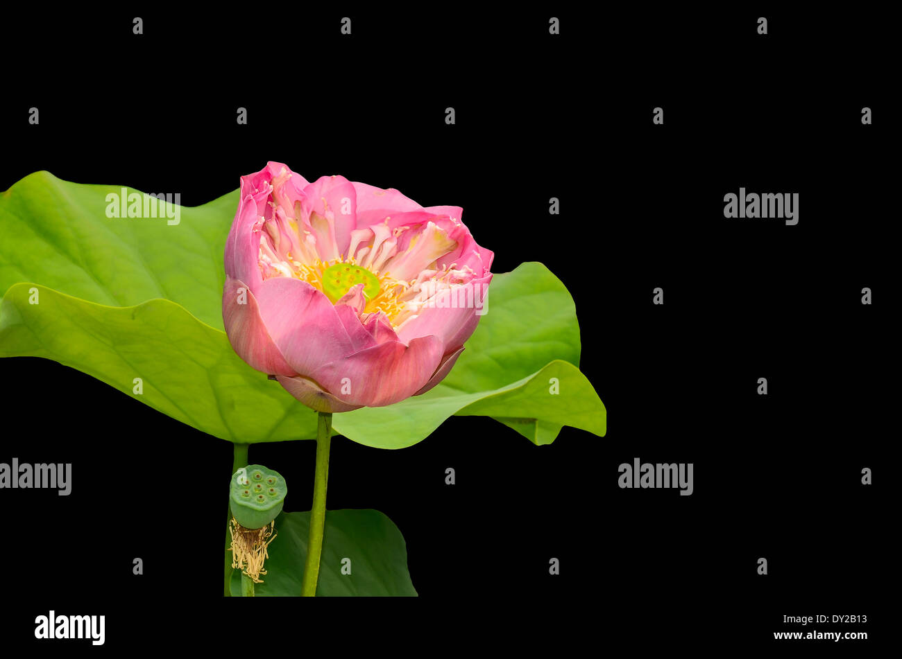 Lotus ou nénuphar sur fond noir Banque D'Images