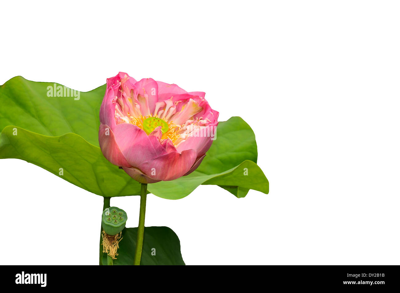 Lotus ou nénuphar sur fond blanc Banque D'Images