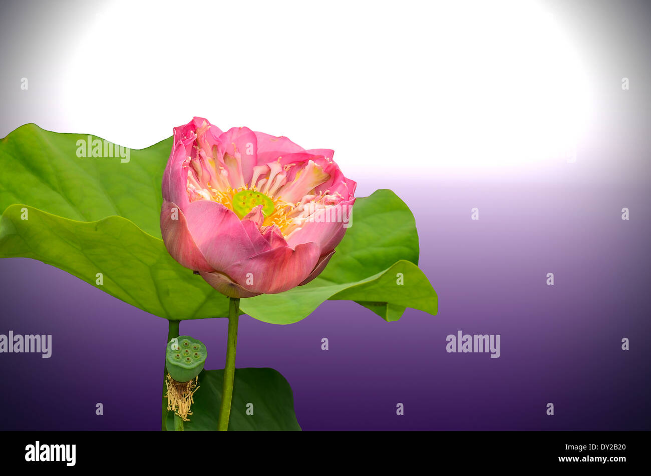 Lotus ou nénuphar blanc sur fond clair Banque D'Images