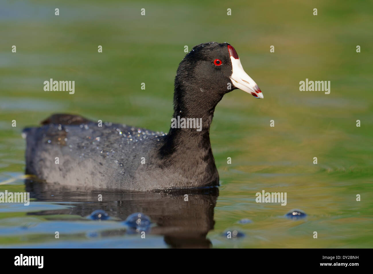 Foulque d'Amérique (Fulica americana), Florida, USA Banque D'Images