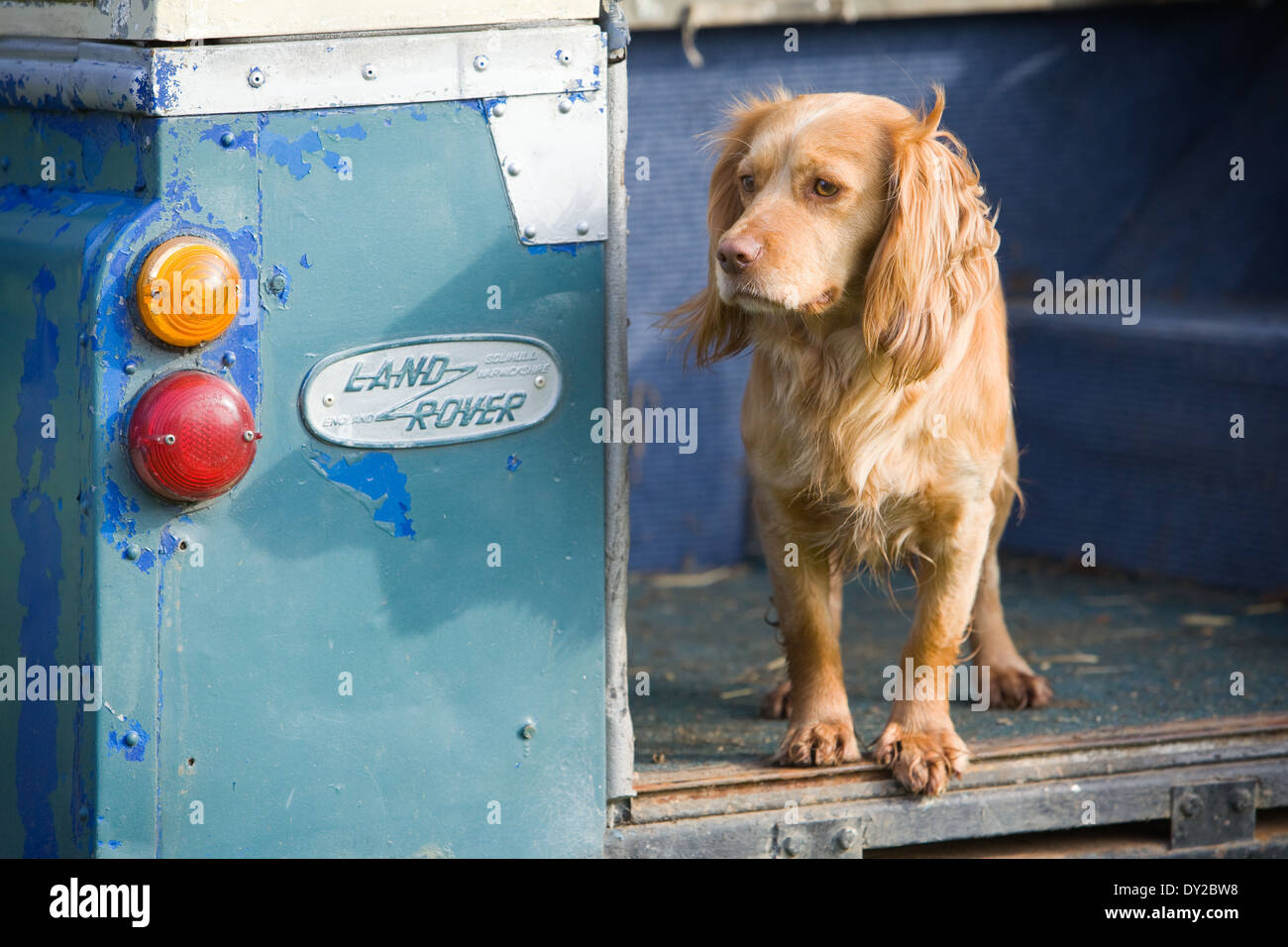 Un chien cocker doré debout dans l'arrière d'un vieux véhicule Land Rover Banque D'Images