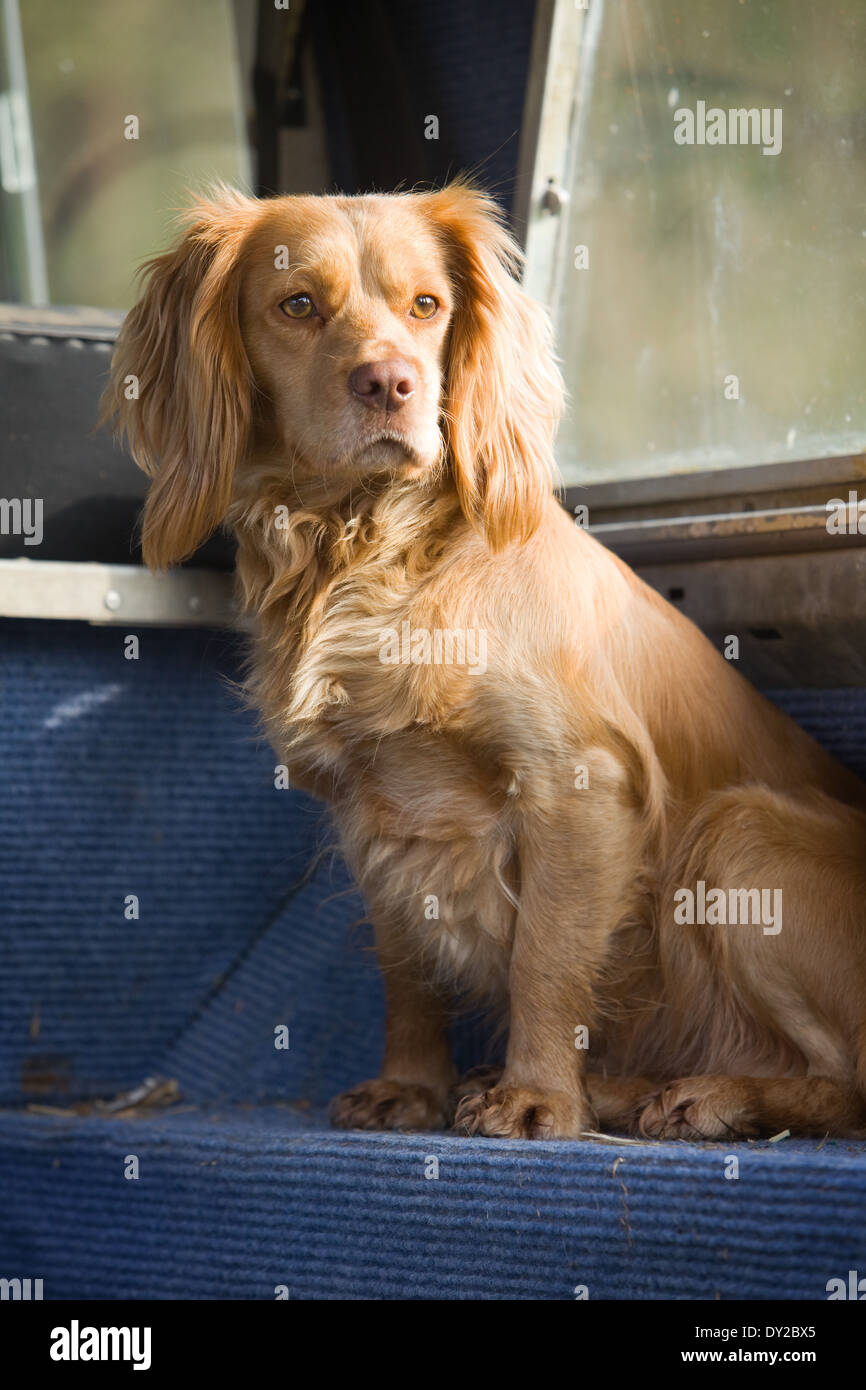 Un chien cocker doré assis à l'arrière d'un vieux véhicule Land Rover Banque D'Images