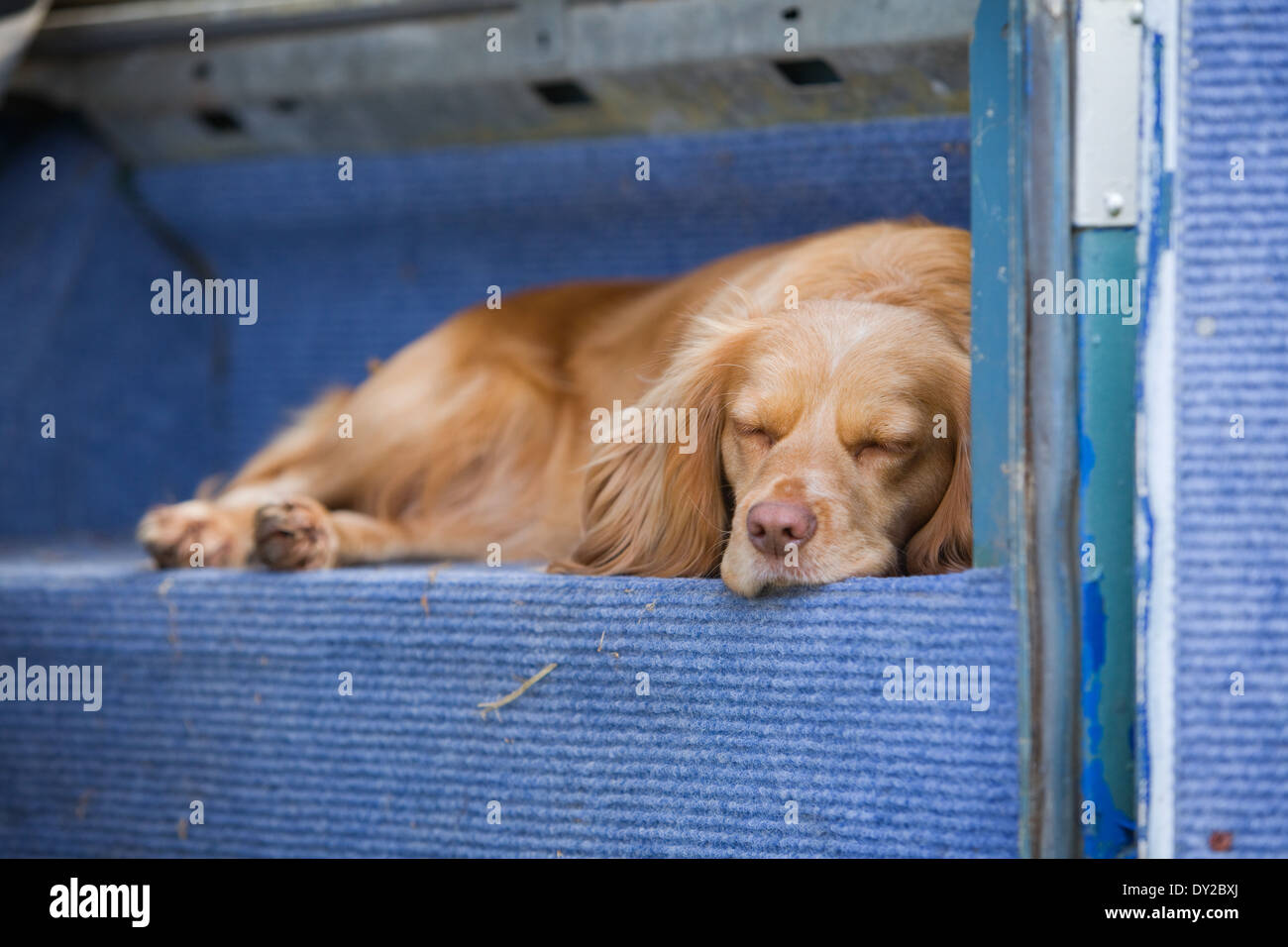 Un chien cocker doré dormir dans l'arrière d'un vieux véhicule Land Rover Banque D'Images