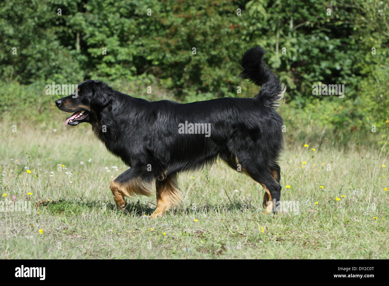 Stand Permanent Hovawart Chien Noir Et Feu Des Profils Dans