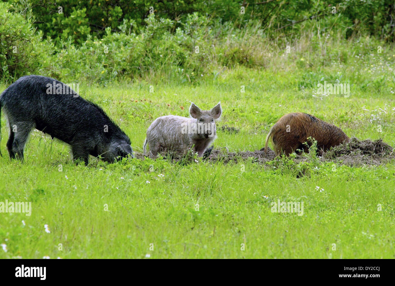 Les porcs sauvages envahissantes à travers un champ racine à la recherche de nourriture au Centre spatial Kennedy le 1 avril 2014 à Cape Canaveral, en Floride. Banque D'Images