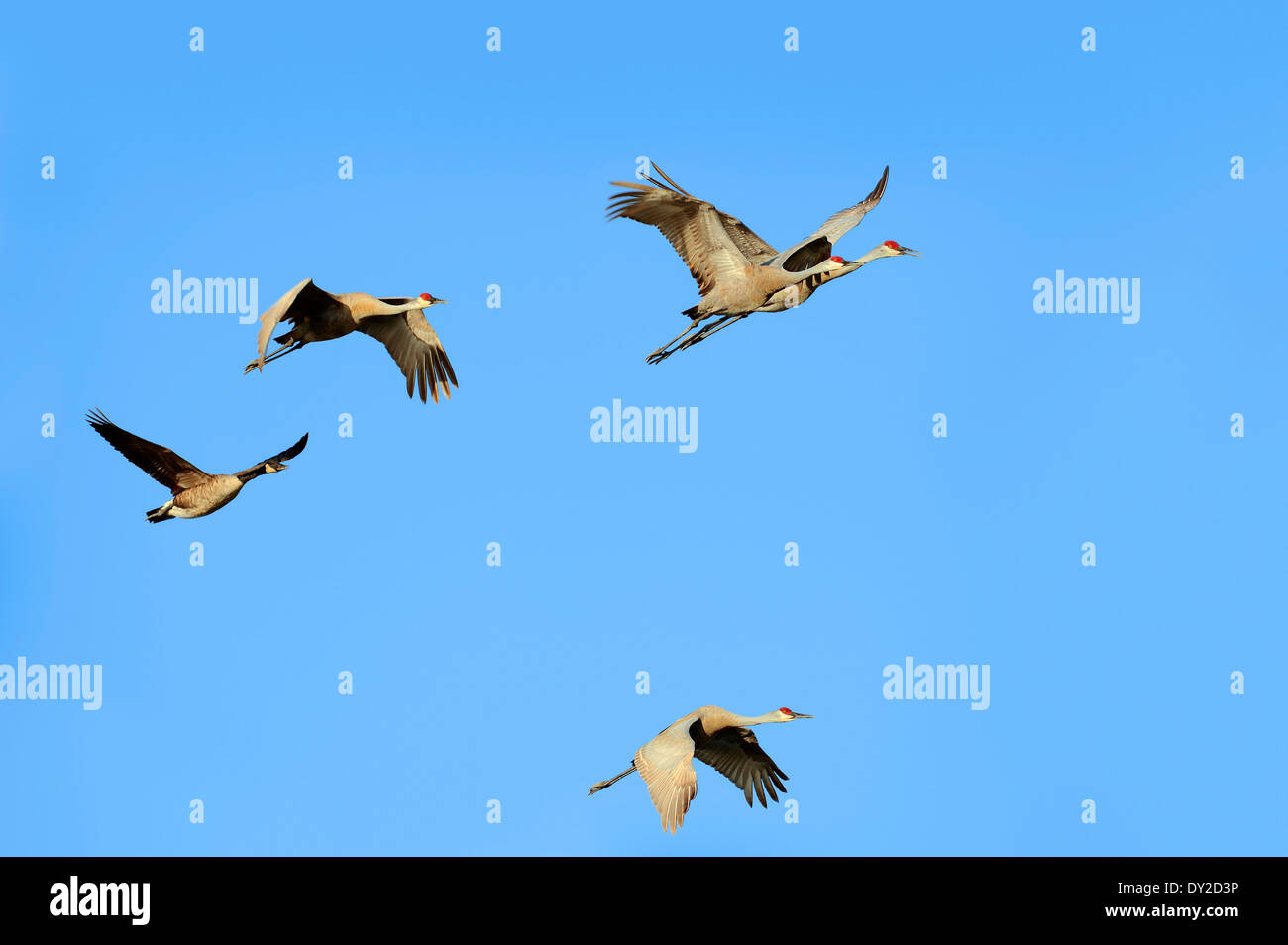 La Floride de Grues du Canada (Grus canadensis pratensis) et la Bernache du Canada (Branta canadensis), le parc national des Everglades, Florida, USA Banque D'Images