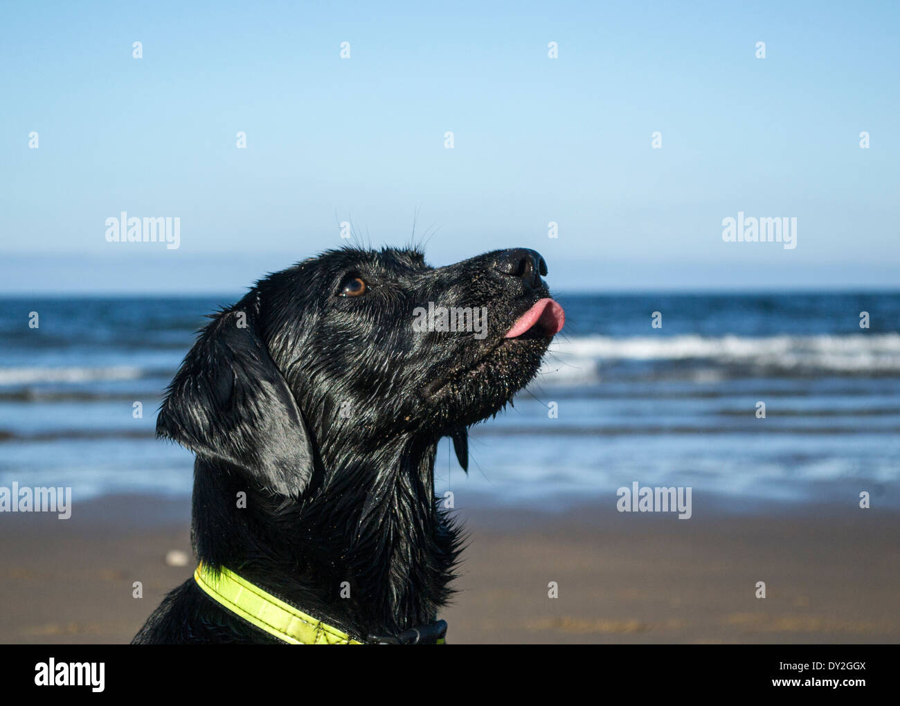 Labrador noir assis sur la plage Banque D'Images