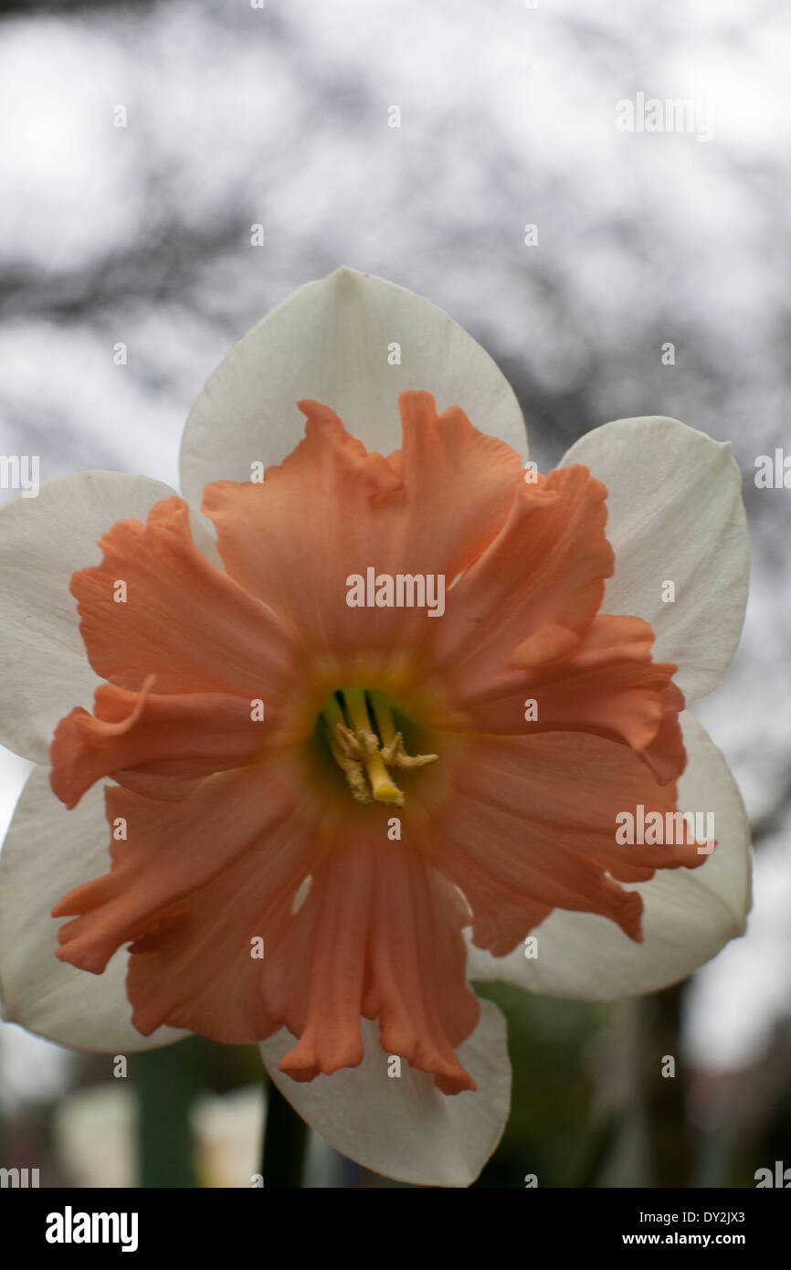 Narcissus 'Kilworth' (Jonquille). Une vivace vigoureuse qui produit des  fleurs à pétales blancs et orange-rouge foncé à la mi s tasses Photo Stock  - Alamy