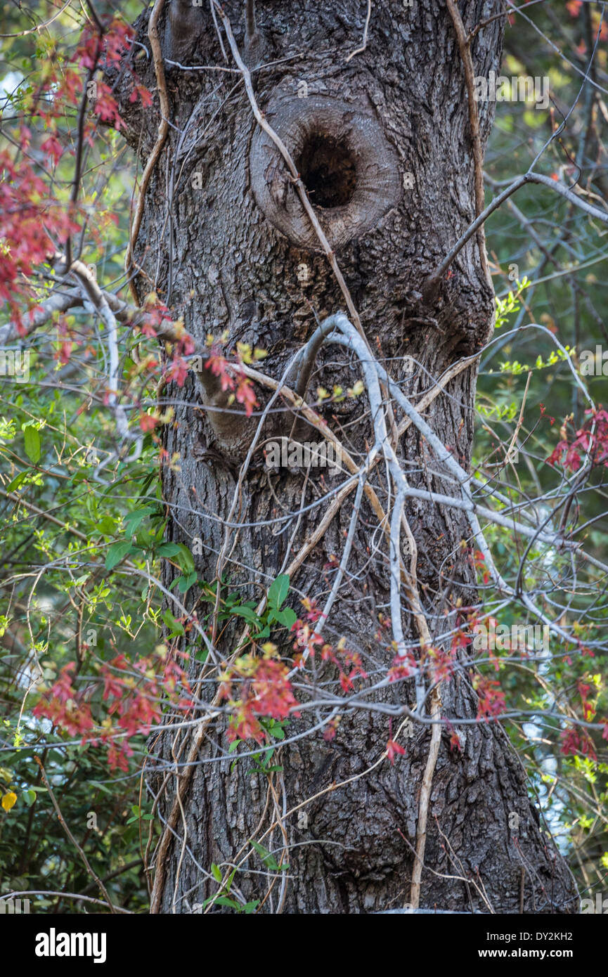 Des couleurs de saison entourent un tronc d'arbre trailside mêlées à des vignes à Stone Mountain Park à Atlanta, Géorgie, USA. Banque D'Images