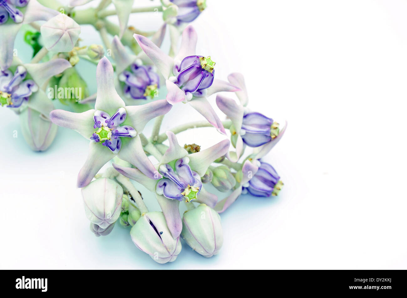Blanc et violet fleur, fleur de la Couronne, l'Asclépiade, Indien géant Swallowwort gigantesque (calotropis gigantea) Banque D'Images