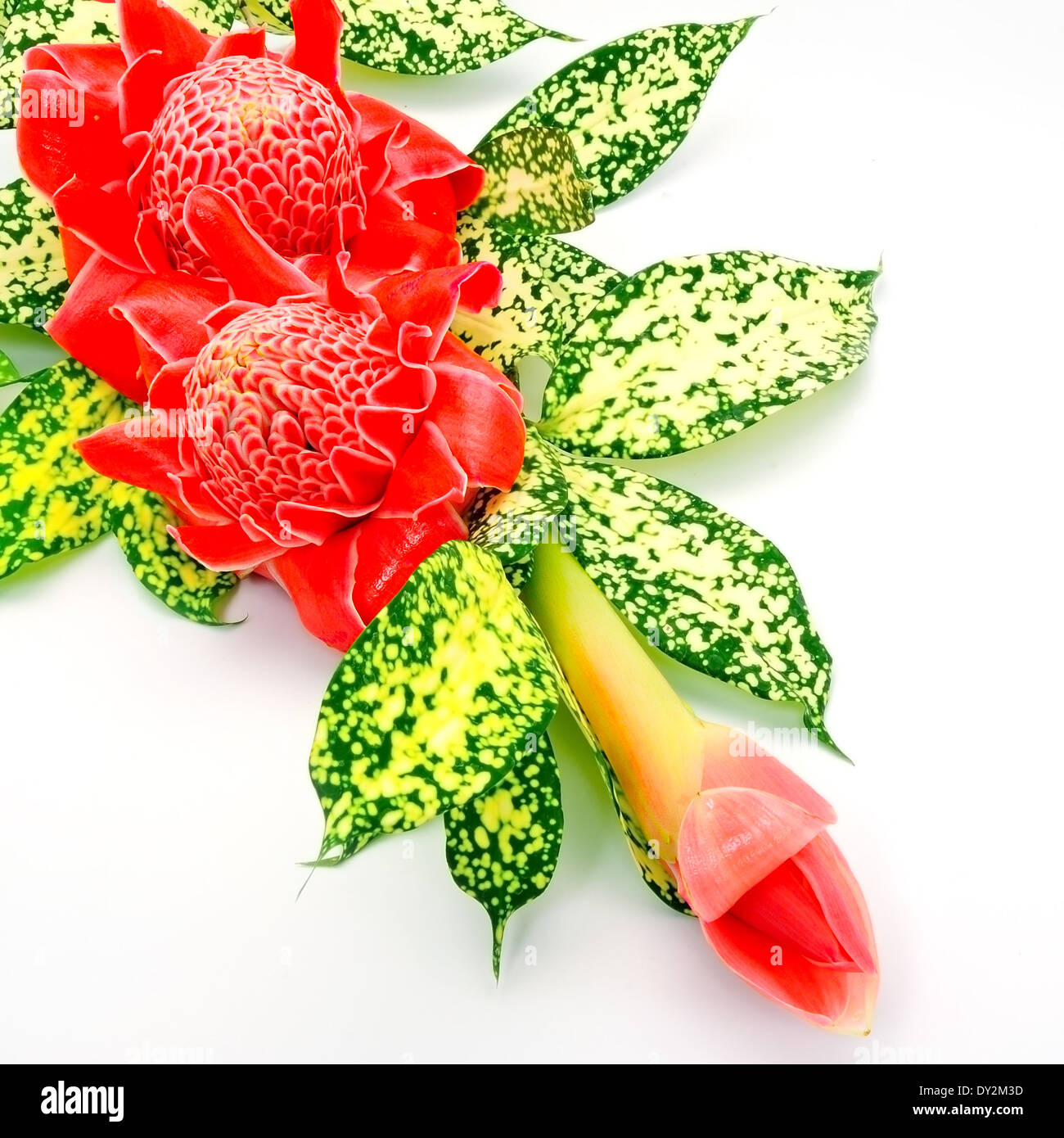 Fleurs colorées, rouge de porcelaine (Etlingera elatior), isolé sur un fond blanc, avec les feuilles vertes Banque D'Images