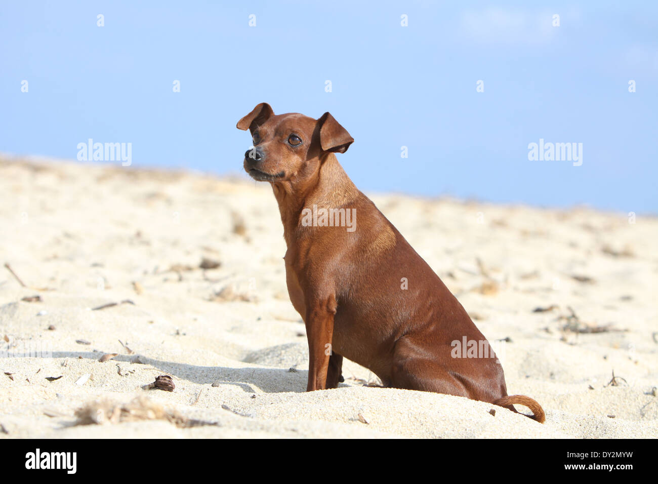 Chien pinscher nain / adulte assis sur la plage Photo Stock - Alamy