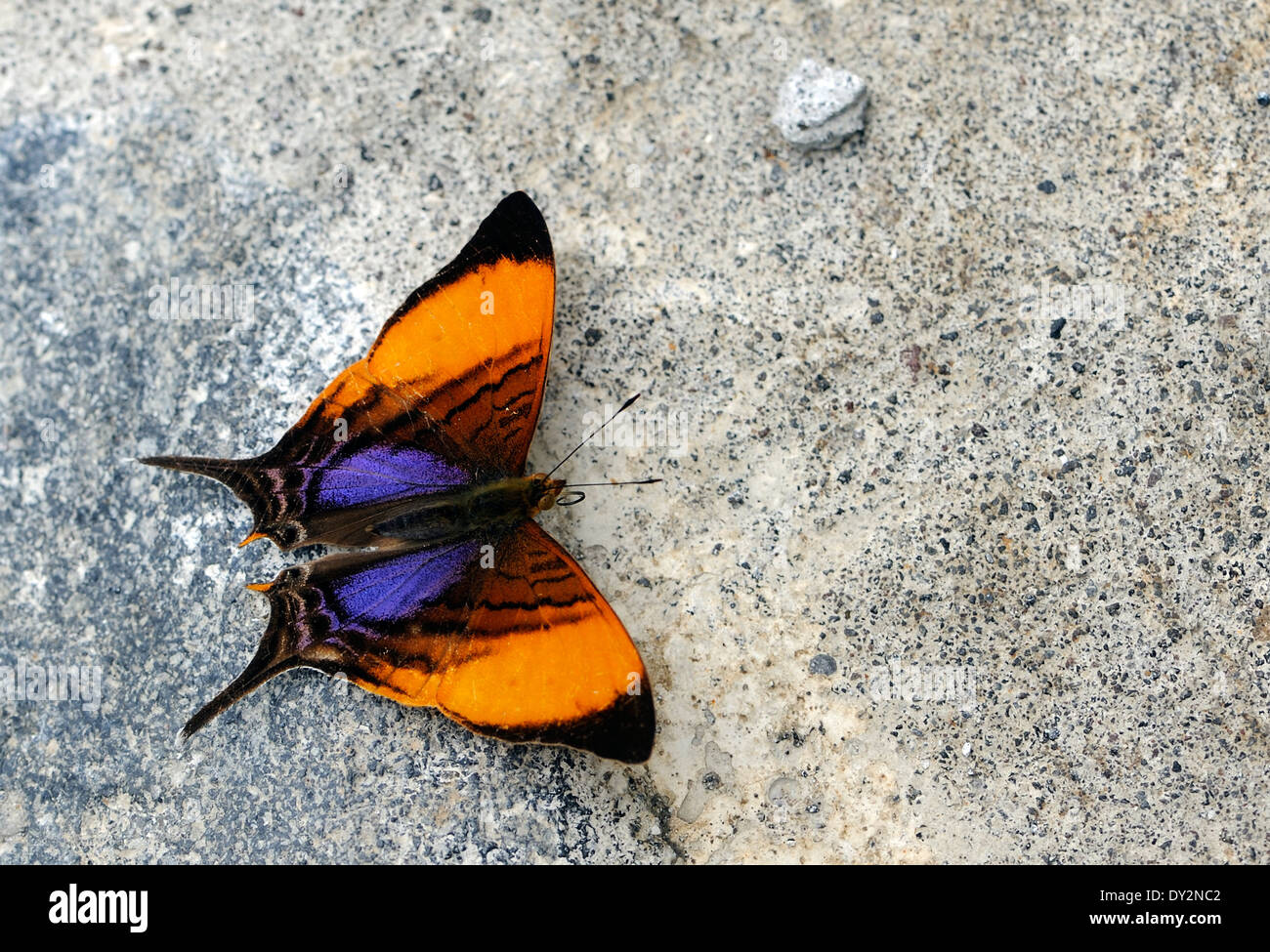 Une orange, marron, rouge et bleu papillon à queue fourchue repose sur une chaussée de pierre. Banque D'Images