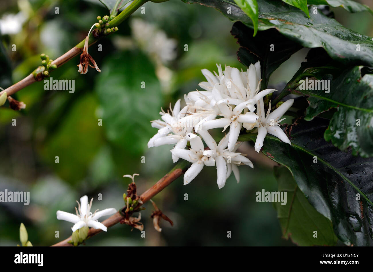 Les fleurs blanches parfumées de café (Coffea arabica). Zunil, République du Guatemala. Banque D'Images