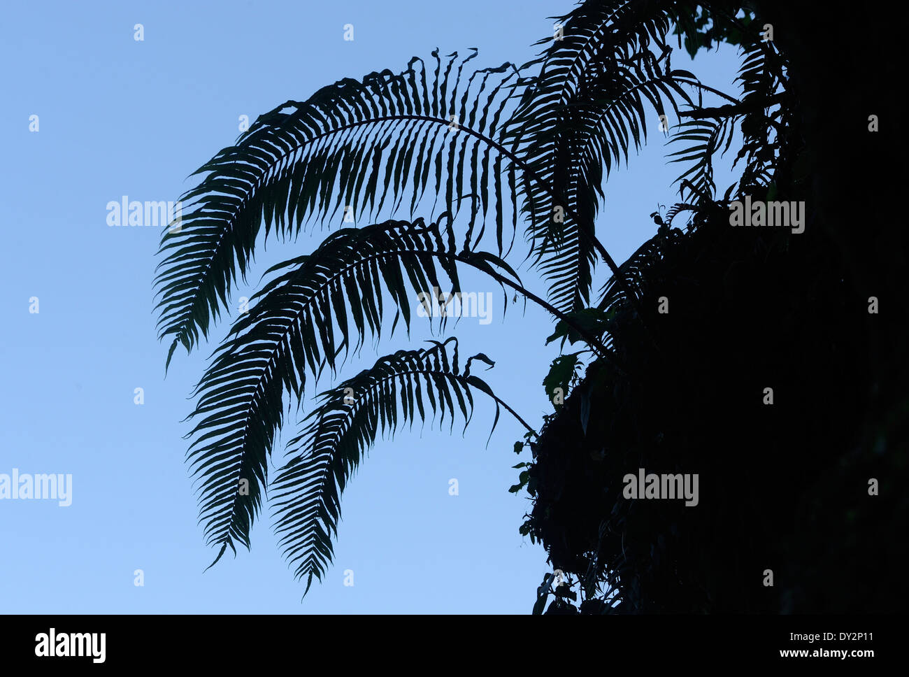 Les frondes de fougère. Fougères s'épanouir dans la forêt de nuage humide doux sur les pentes du volcan Zunil. Banque D'Images