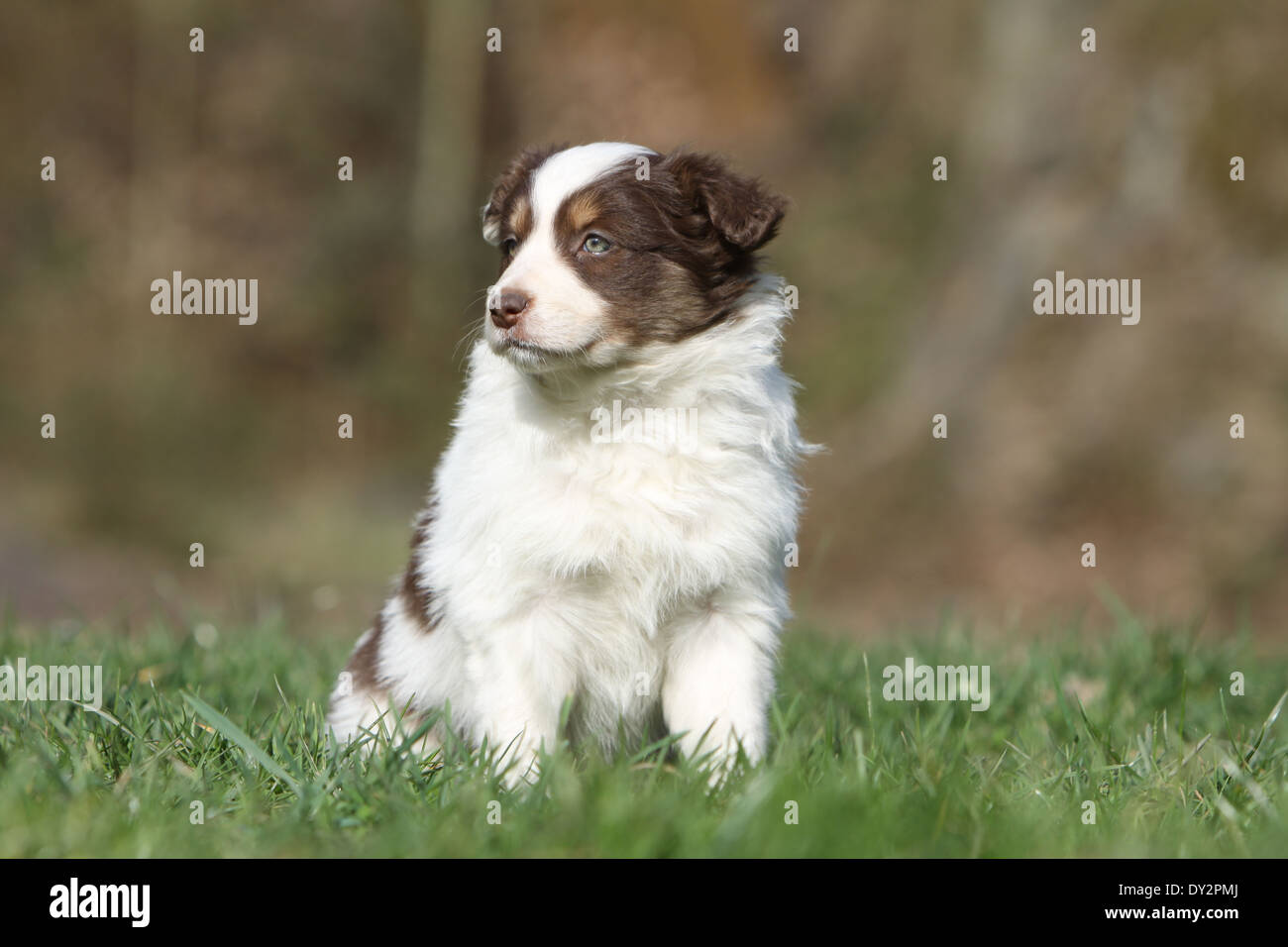 Chien Border Collie puppy rouge et blanc assis sur l'herbe Photo Stock -  Alamy