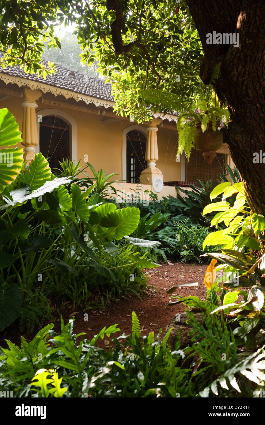 Plantes Jardin de soleil à Goa accueil Banque D'Images