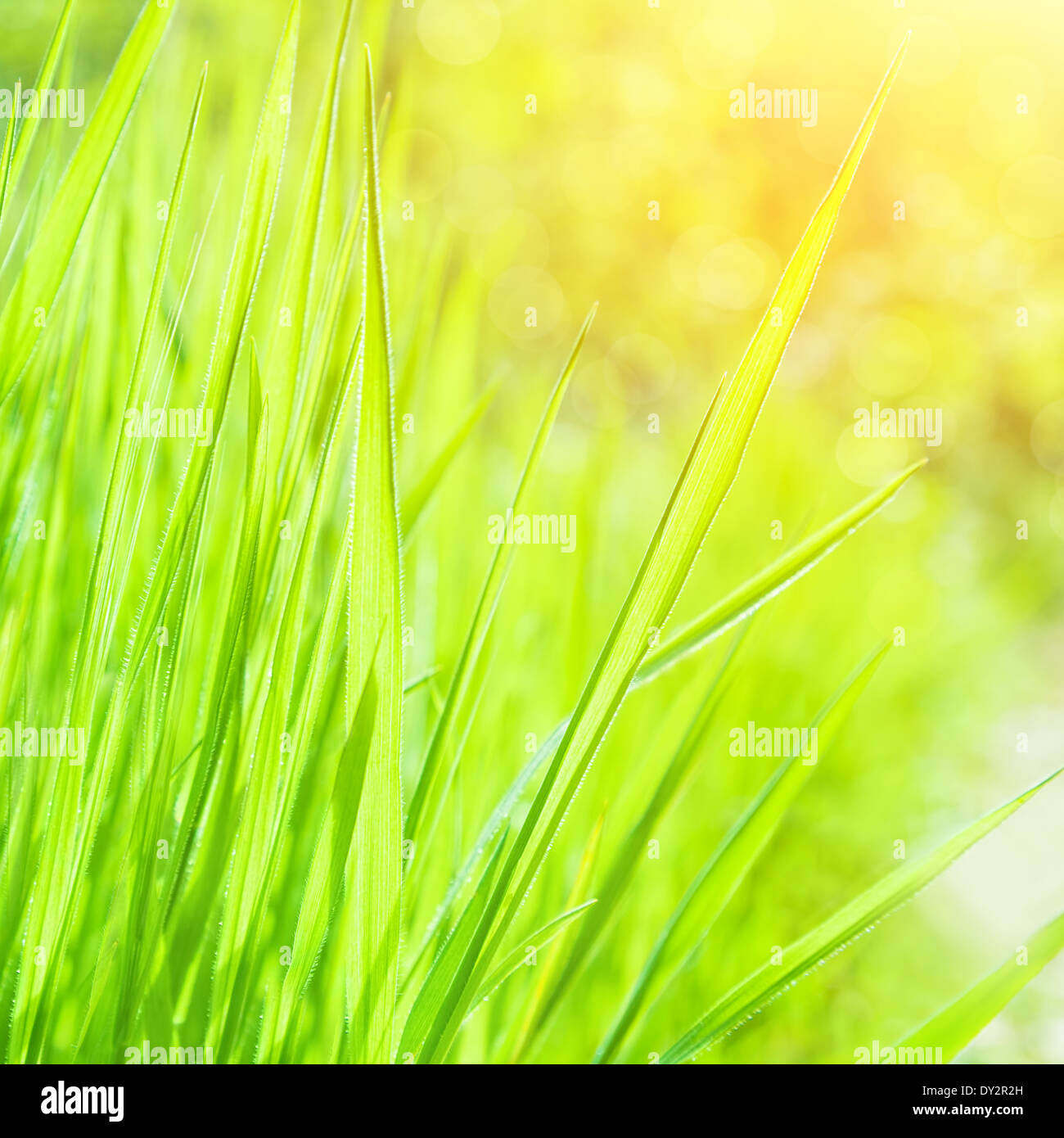 Abstract natural background, l'herbe fraîche sur fond vert à la frontière floue, belle nature printemps, saison printemps concept Banque D'Images