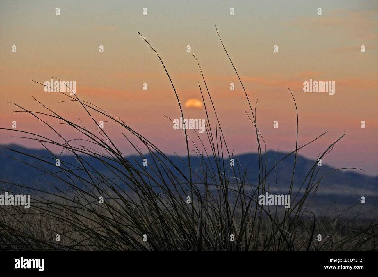 Les prairies couvrent les contreforts des montagnes de Santa Rita au nord de Sonoita, Arizona, USA, dans le désert de Sonora. Banque D'Images