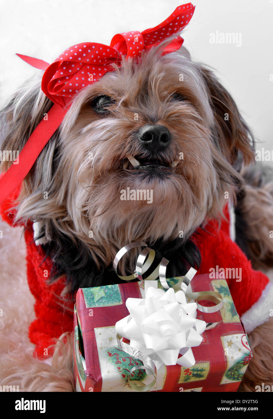 Un mignon petit yorkshire terrier dans un costume père noël Banque D'Images