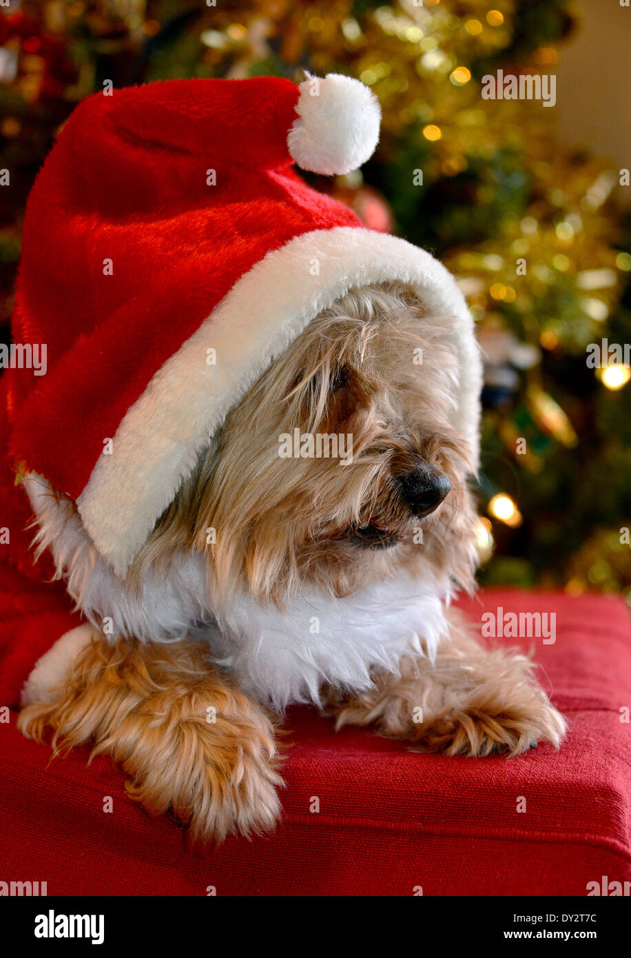 Un mignon petit yorkshire terrier dans un costume père noël Banque D'Images