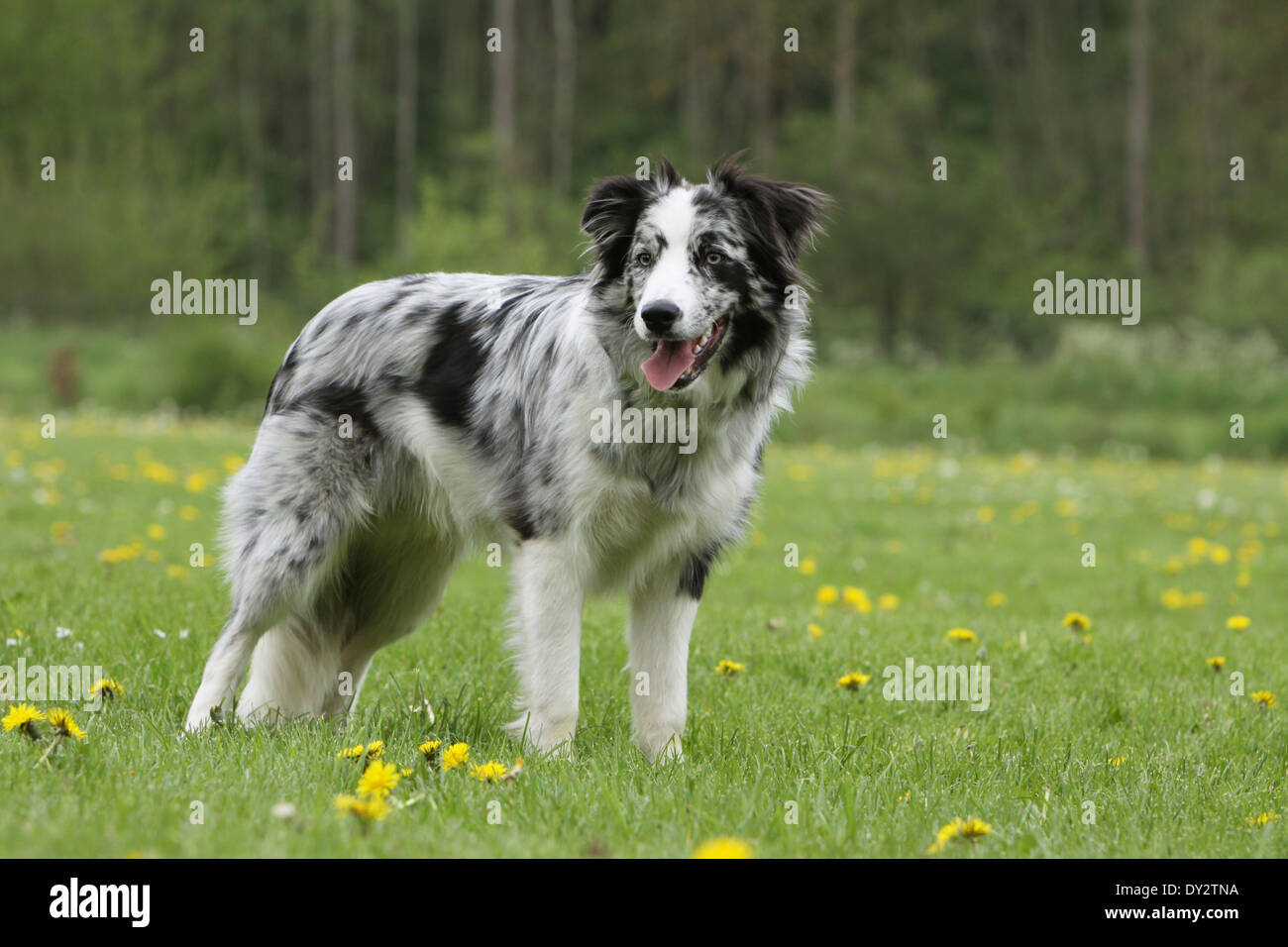 Chien Border Collie / adulte (rouge merle) dans un pré Banque D'Images