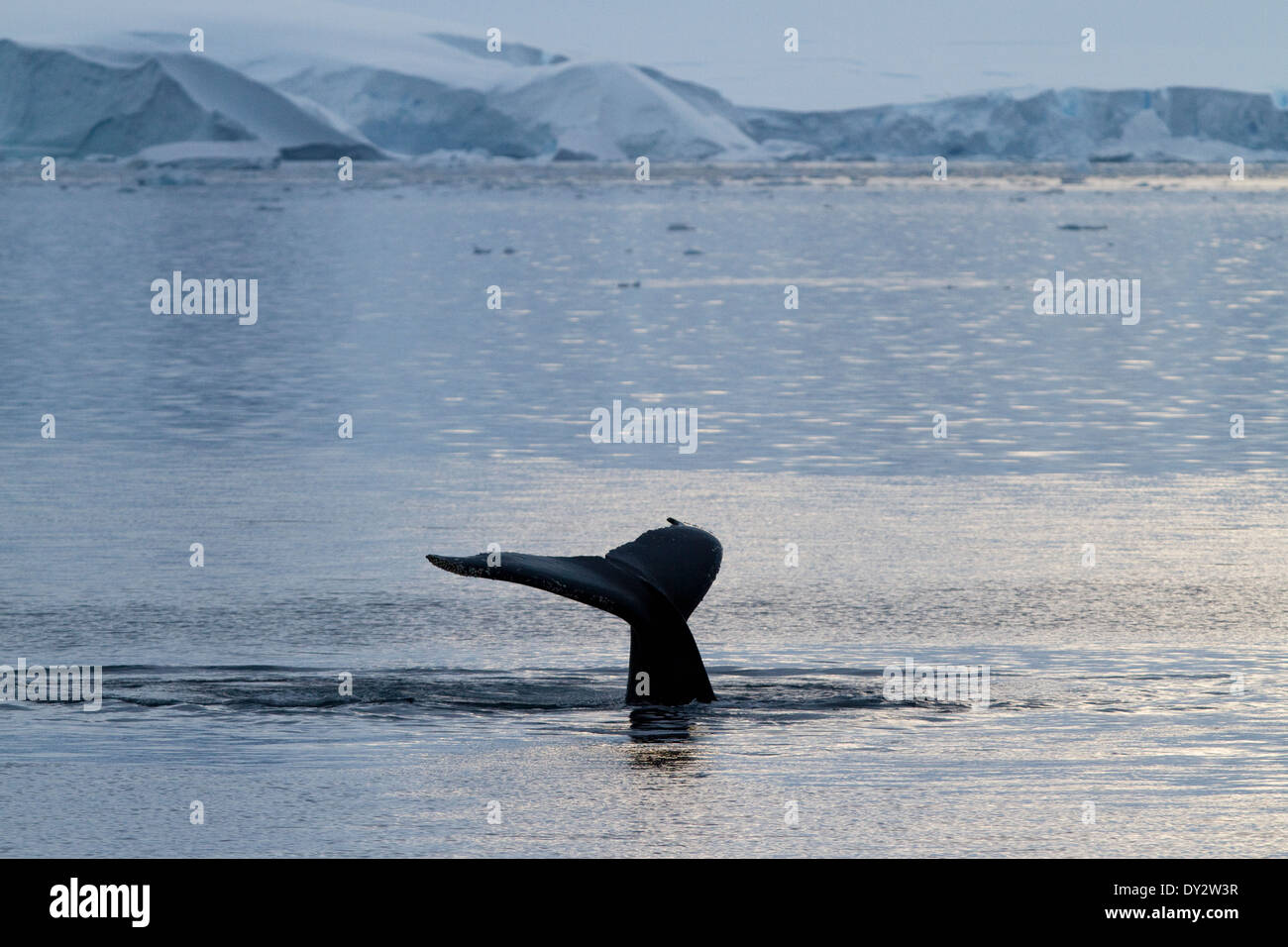 Les baleines de l'Antarctique l'Antarctique, les baleines à bosse, Megaptera novaeangliae. Banque D'Images