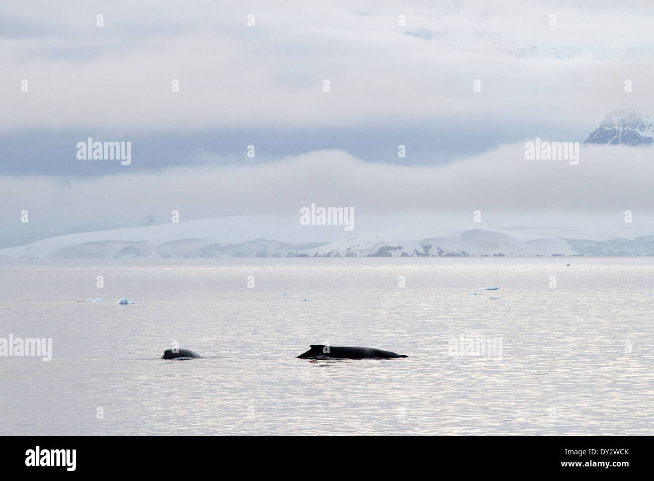 Les baleines de l'Antarctique l'Antarctique, les baleines à bosse, Megaptera novaeangliae. Banque D'Images