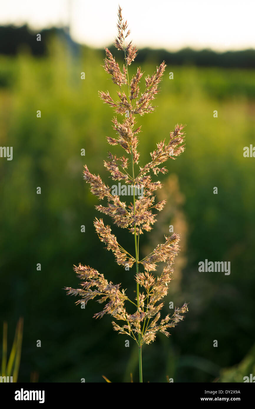Calamagrostis epigejos usine champ. Banque D'Images