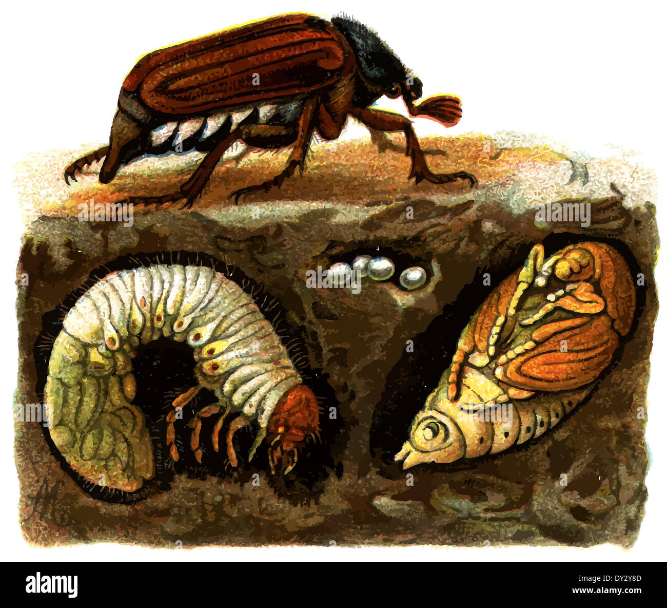 Майские жуки среда обитания. Среда обитания майского жука. Подземные насекомые. Личинка майского жука. Насекомые в почвенной среде.