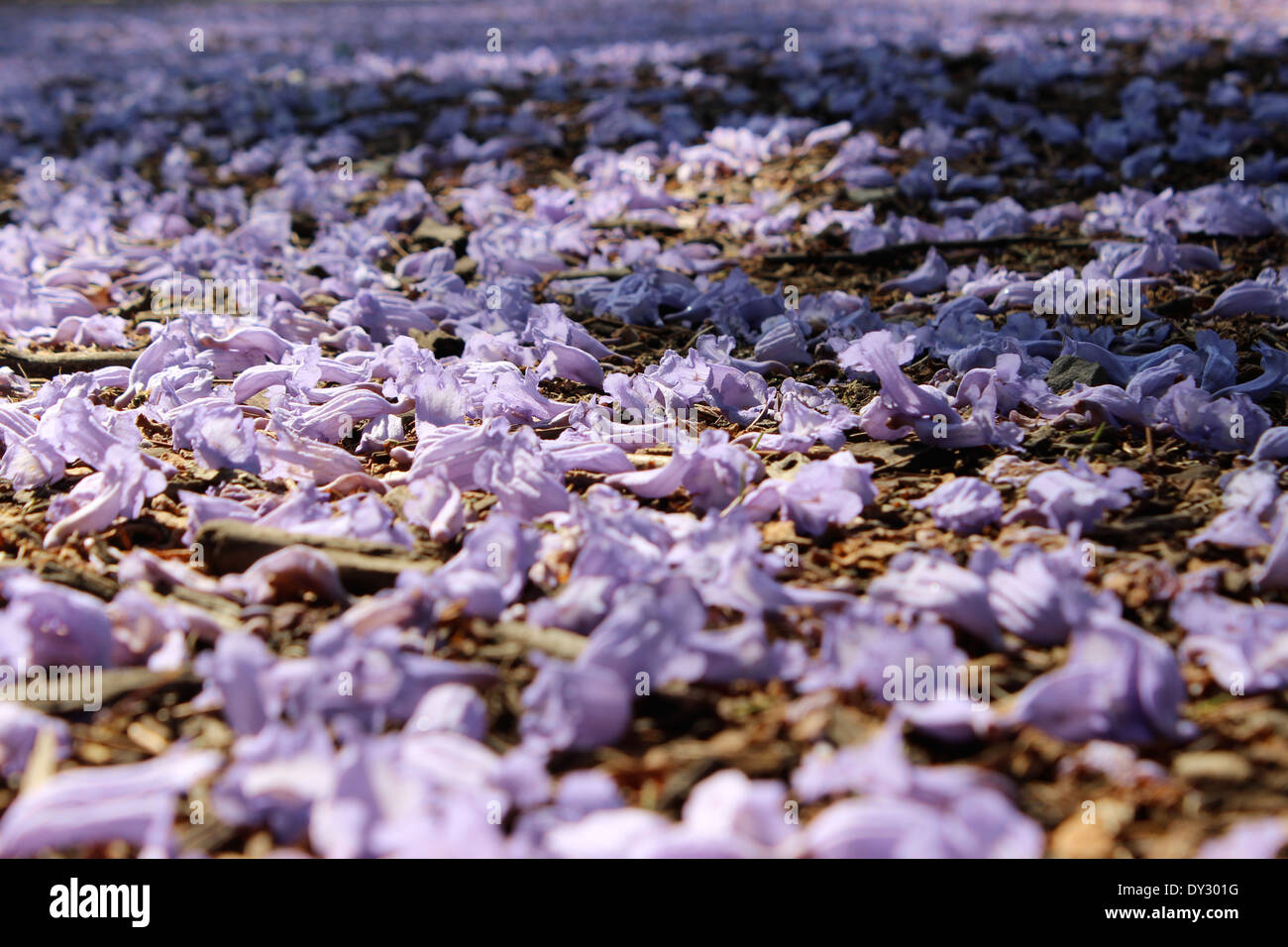 Printemps dans la ville de Mexico, jacarandas en fleurs Banque D'Images