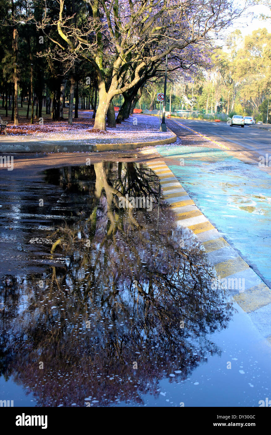 Reflet de jacaranda arbre en fleur dans la flaque, parc de Chapultepec, Mexico Banque D'Images
