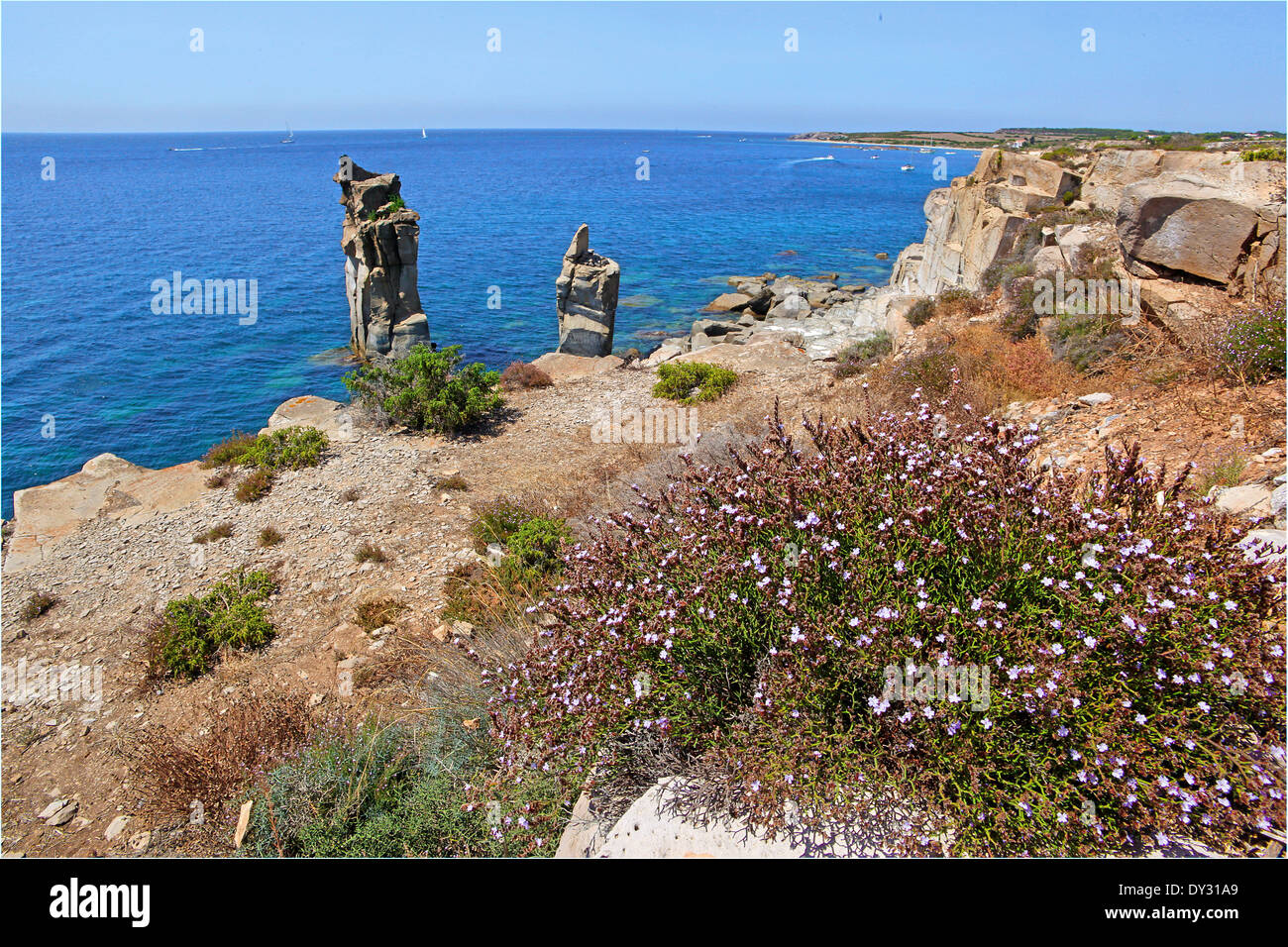 Arbuste de Statice ou la mer (Limonium) Levender à 'Le Colonne' île San Pietro Banque D'Images