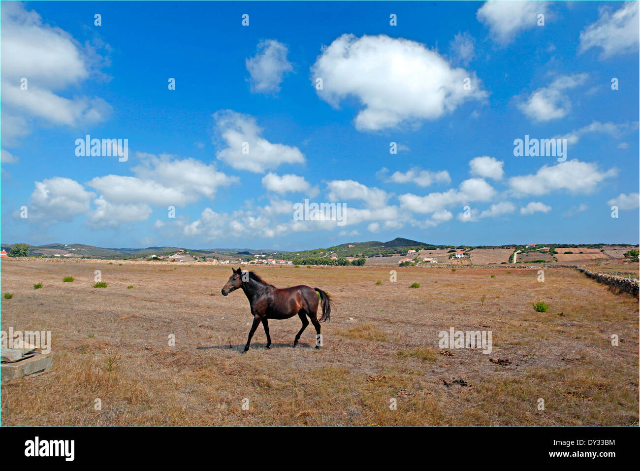 Cheval sarde dans un champ de chaume sec. Île de San Pietro Sardaigne Italie Banque D'Images