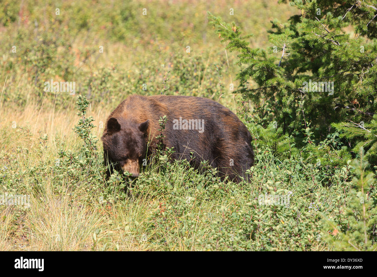 Ours brun dans le parc national des Lacs-Waterton, Alberta, Canada Banque D'Images