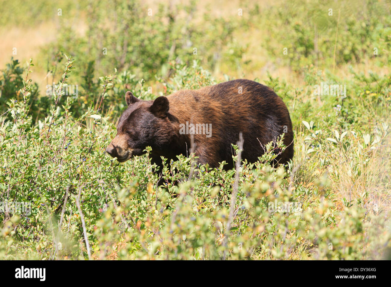 Ours brun dans le parc national des Lacs-Waterton, Alberta, Canada Banque D'Images