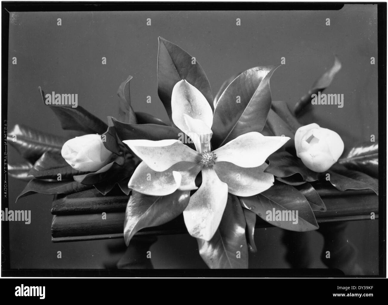 Une photographie d'une fleur de cereus à floraison nocturne cultivée dans une cour personnelle, capturant la beauté de cette fleur rare qui fleurit la nuit. Banque D'Images