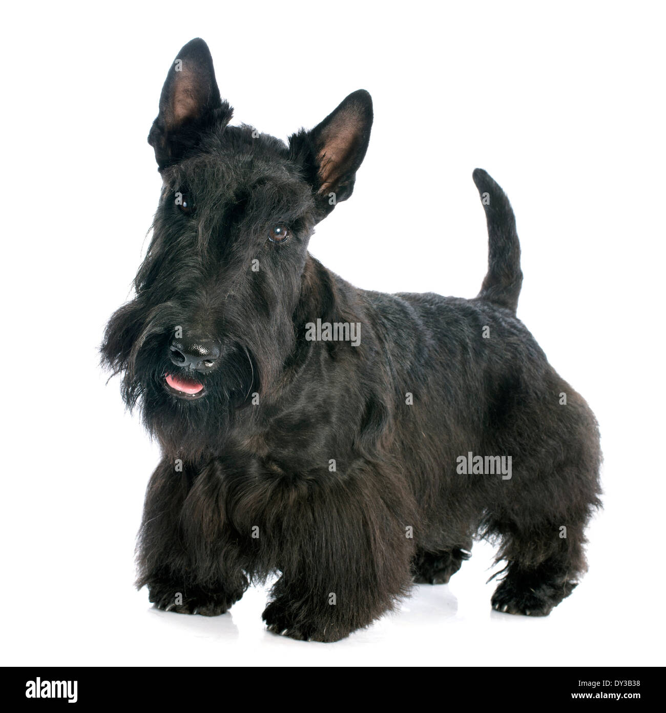 Scottish Terrier in front of white background Banque D'Images