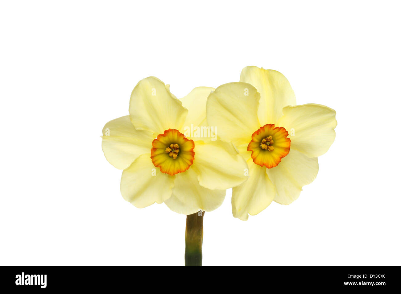 Fleurs de narcisses double tête avec des pétales jaune pastel et jaune foncé et orange centres isolés contre white Banque D'Images